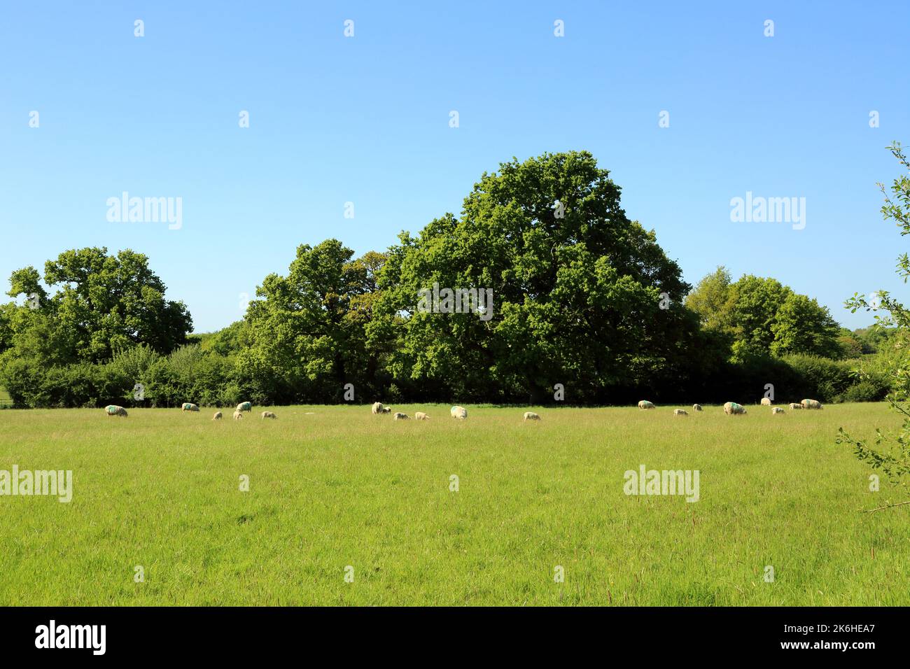 Field with sheep and trees from Duck Lane, Shadoxhurst, Ashford, Kent