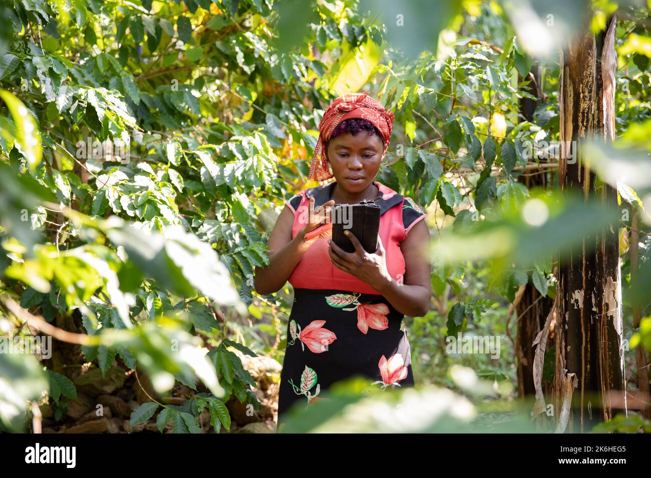 A woman farmer uses a mobile tech device tablet to run her farming business in Kasese District, Uganda, East Africa, Stock Photo