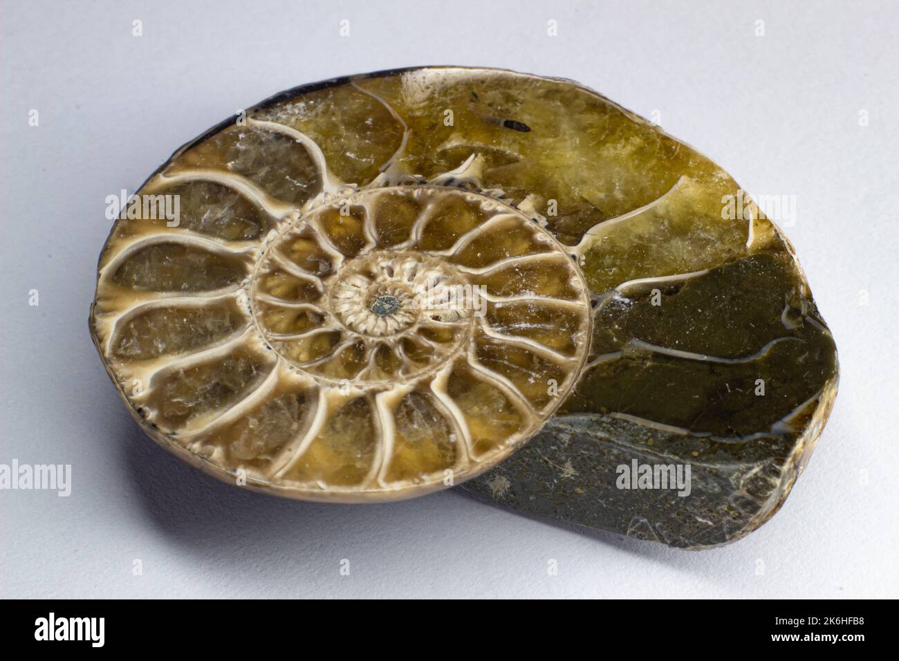 Opalized ammonite, ammolite on white background surface, macro, Stock Photo