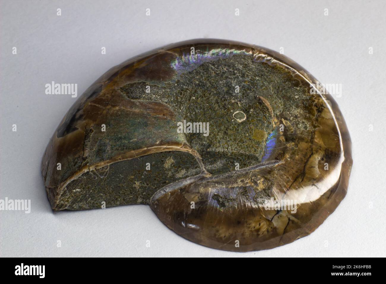 Opalized ammonite, ammolite on white background surface, macro, Stock Photo