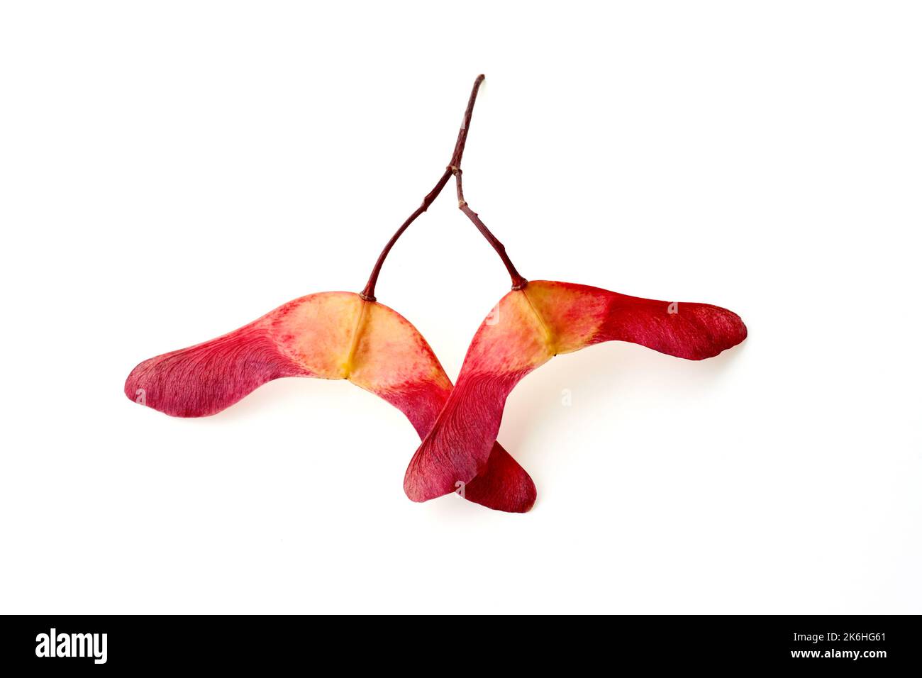 Amazing two-lobed red yellow maple seed pods in bright red yellow isolated on a white background Stock Photo