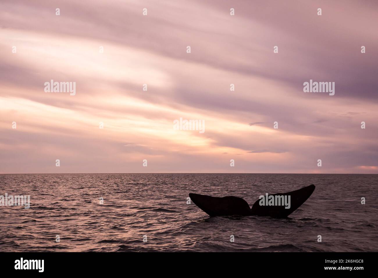 Southern Right whale tail, Puerto Madryn, Patagonia, Argentina Stock ...