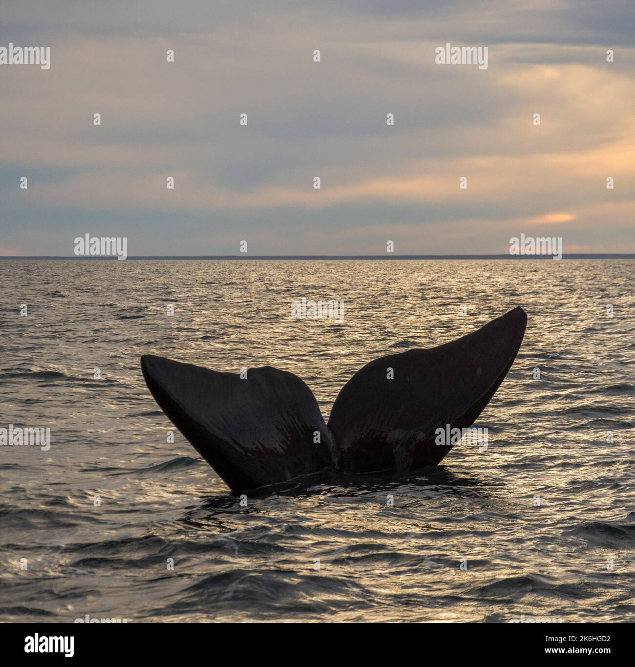 Southern Right whale tail, Puerto Madryn, Patagonia, Argentina Stock ...