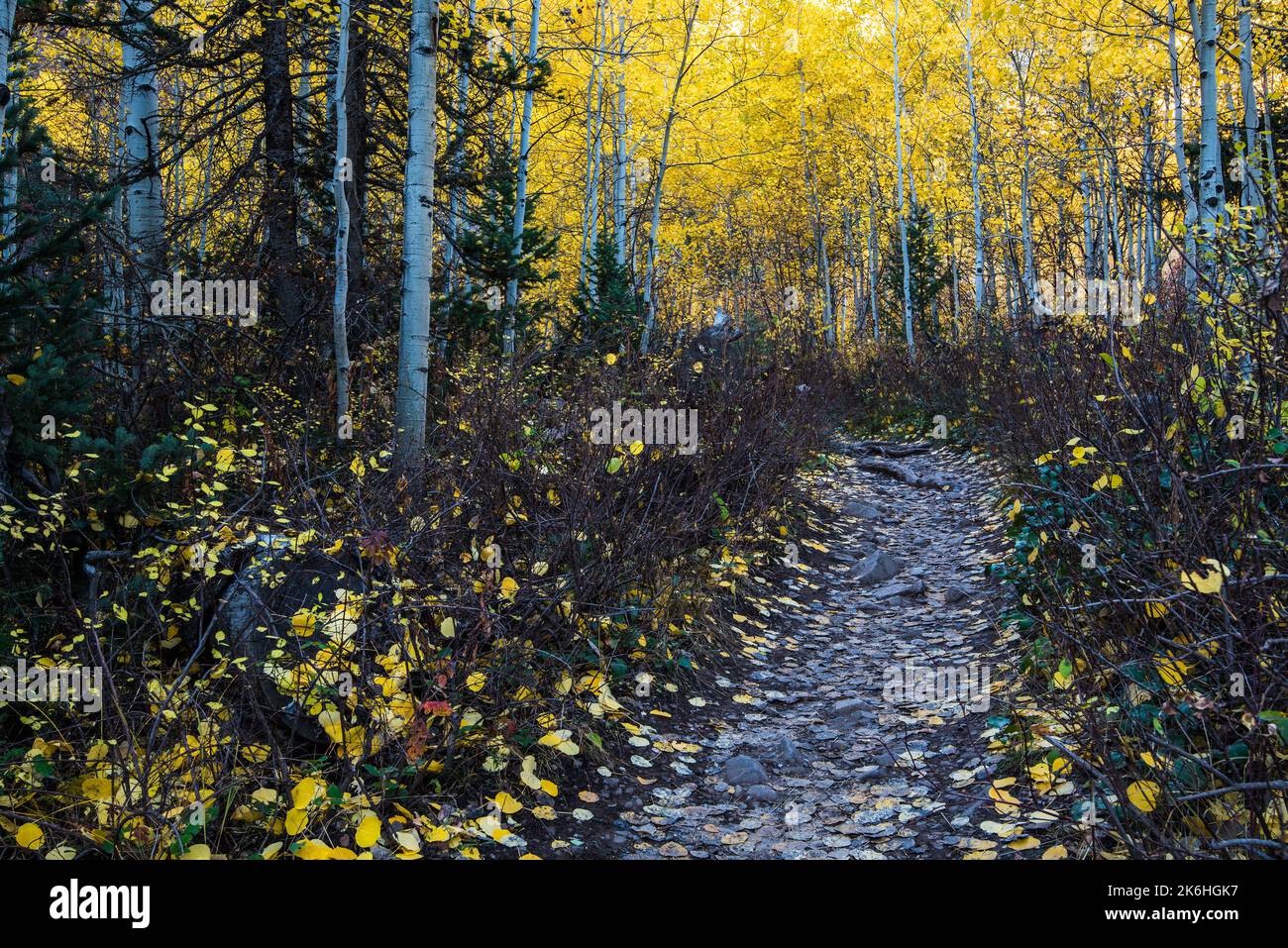 Magnificent autumn scenery near Sundance Ski Resort, Utah, USA.  Viewed from the Stewart Falls Trail. Stock Photo