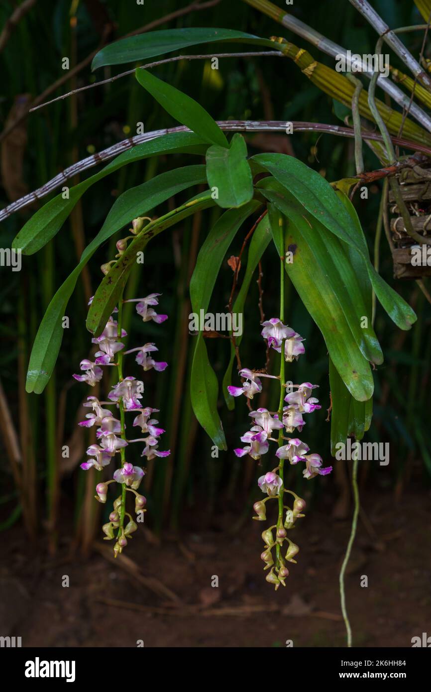 Closeup view of tropical epiphytic orchid species aerides falcata with clusters of white and purple pink flowers blooming on dark natural background Stock Photo