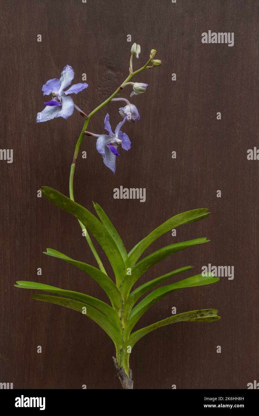 Beautiful blooming white and purple blue vanda coerula epiphytic orchid species isolated on dark wood background Stock Photo