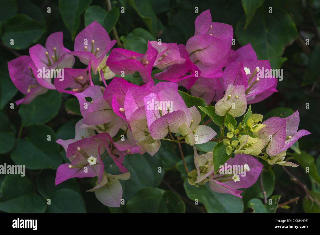 Closeup view of colorful pink and purple bracts and white flowers of tropical bougainvillea bush blooming outdoors Stock Photo