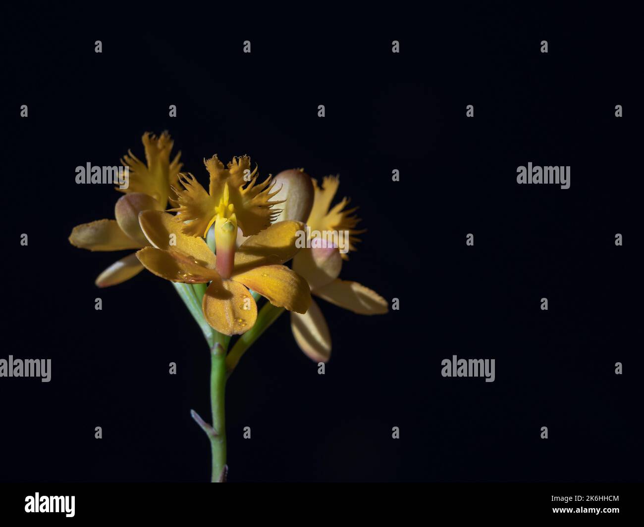 Closeup view of beautiful epidendrum epiphytic tropical orchid blooming with bright yellow orange flowers and bud isolated on black background Stock Photo