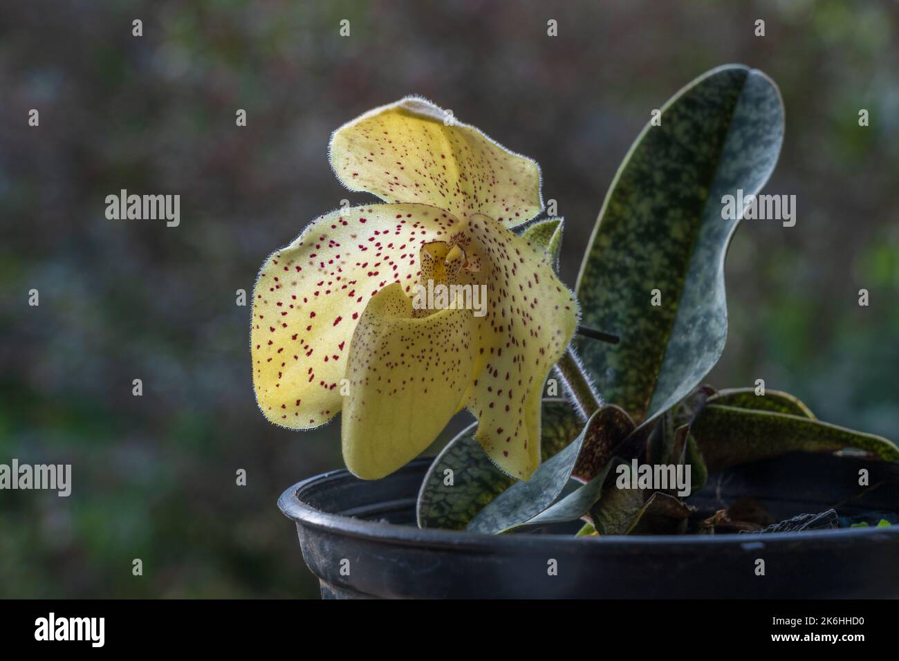 Closeup view of beautiful backlit yellow flower of lady slipper orchid species paphiopedilum concolor on natural background Stock Photo
