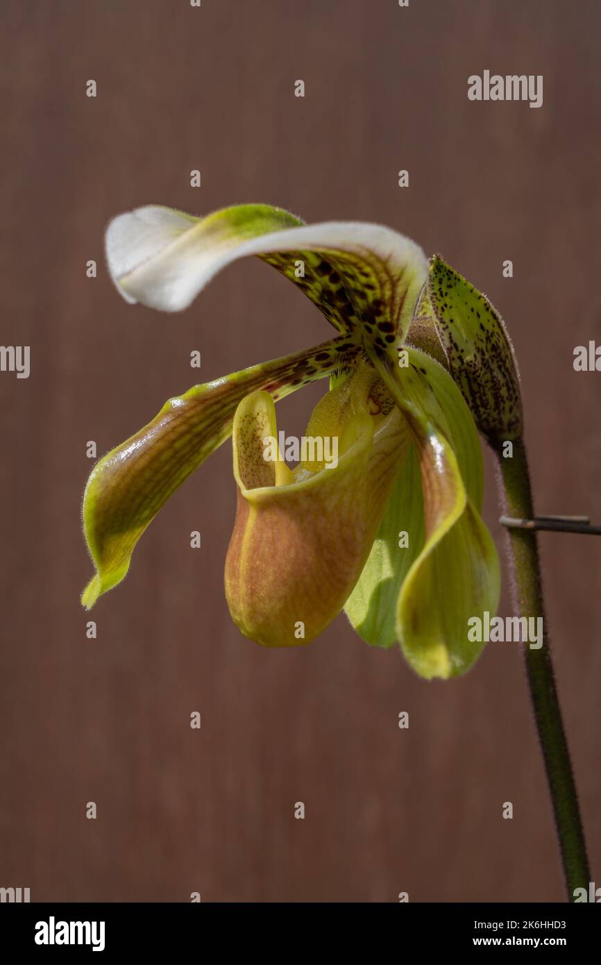 Close-up view of colorful yellow green white and brown flower of lady slipper orchid species paphiopedilum gratrixianum isolated on wooden background Stock Photo