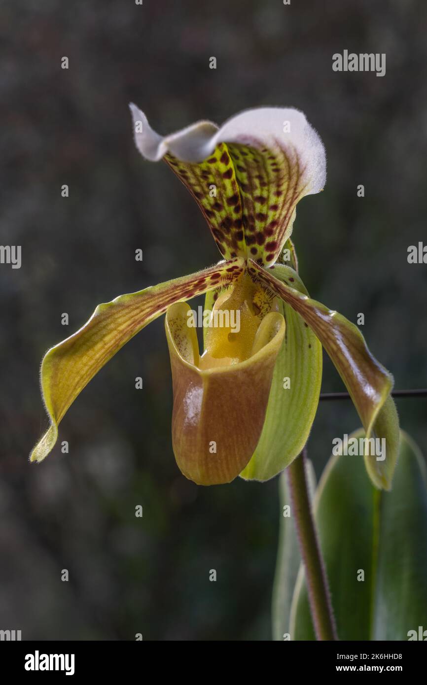 Closeup view of brown yellow green and white flower of lady slipper orchid species paphiopedilum gratrixianum isolated outdoor on natural background Stock Photo