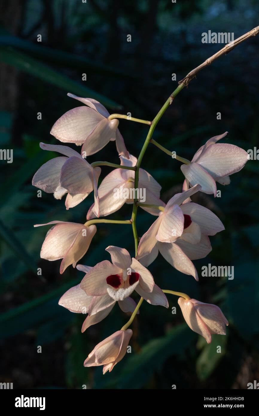 Closeup view of epiphytic orchid species dendrobium pulchellum aka charming dendrobium white and purple flowers in sunlight on dark natural background Stock Photo