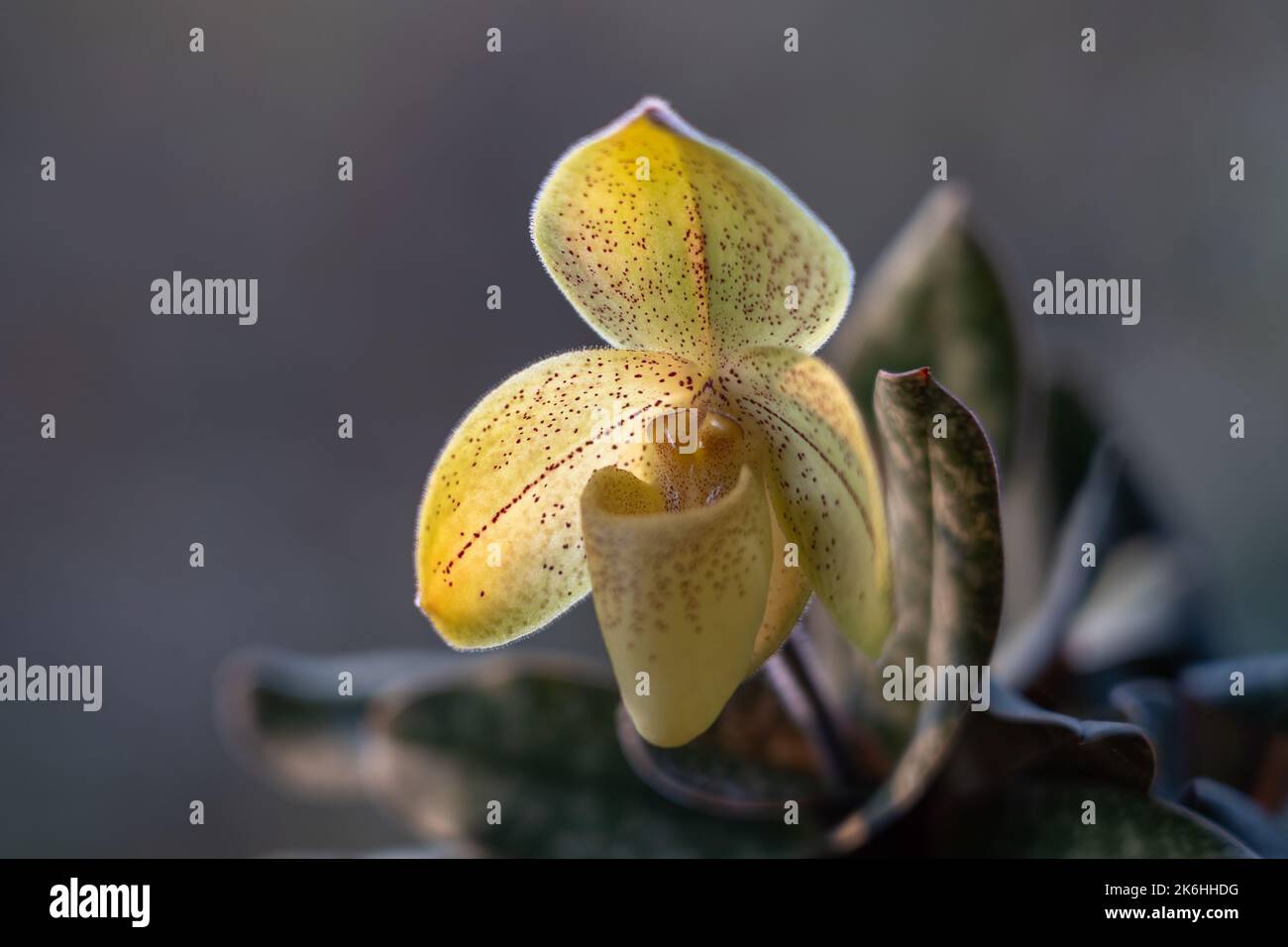 Closeup view of bright yellow flower of lady slipper orchid species paphiopedilum concolor var striatum outdoors on natural background Stock Photo