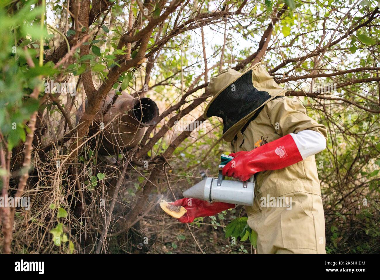 Beekeeper wearing a protective suit in Kasese District, Uganda, East Africa. Stock Photo