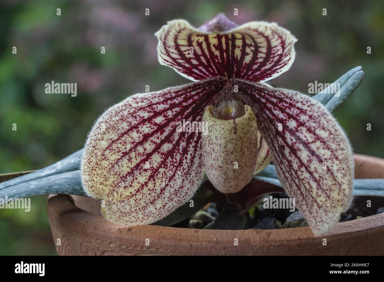 Closeup view of purple red and creamy white flower of lady slipper orchid species paphiopedilum myanmaricum isolated outdoors on natural background Stock Photo