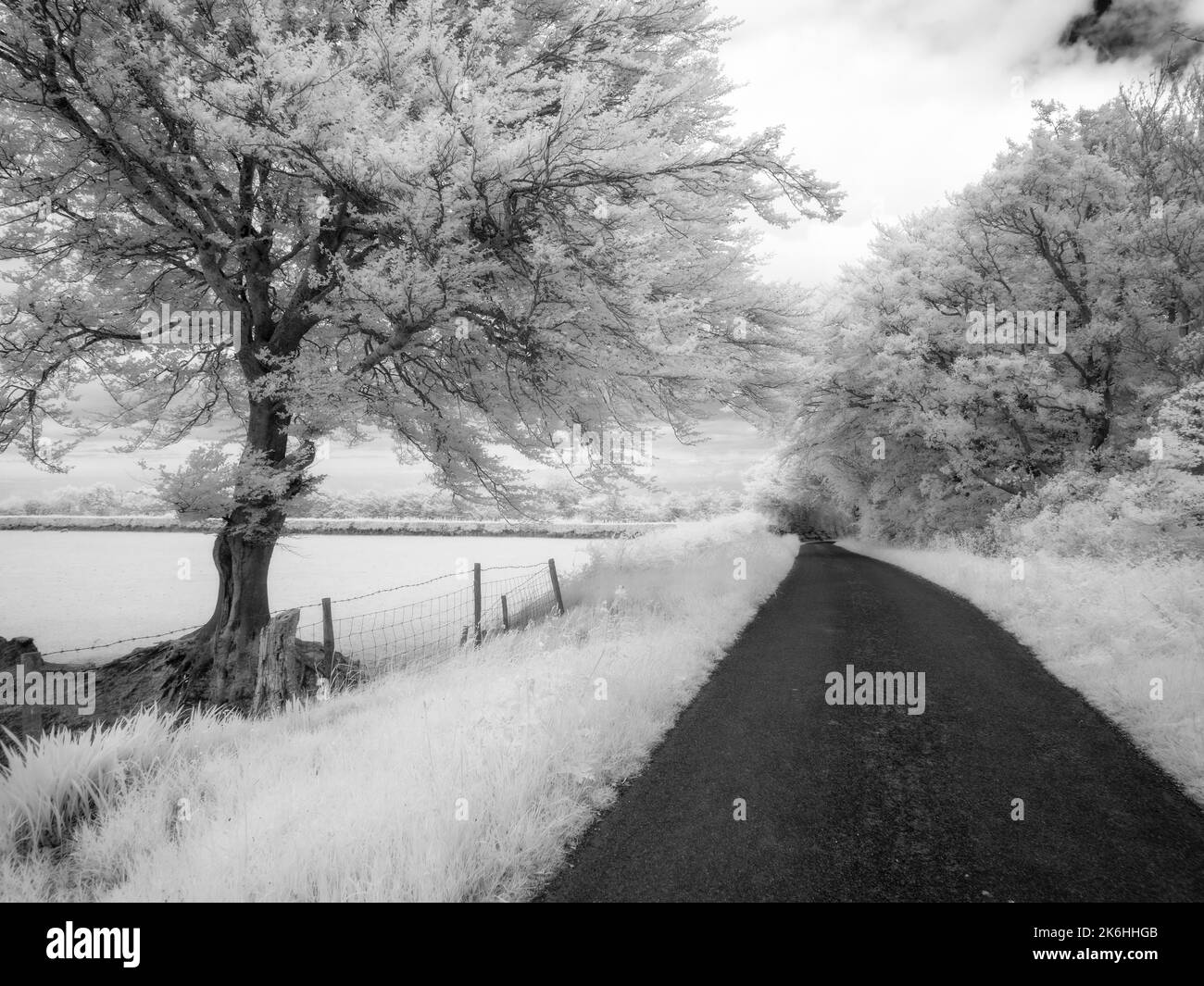 A black and white infrared image of a country lane on Brendon Hill in Exmoor National Park, Somerset, England. Stock Photo