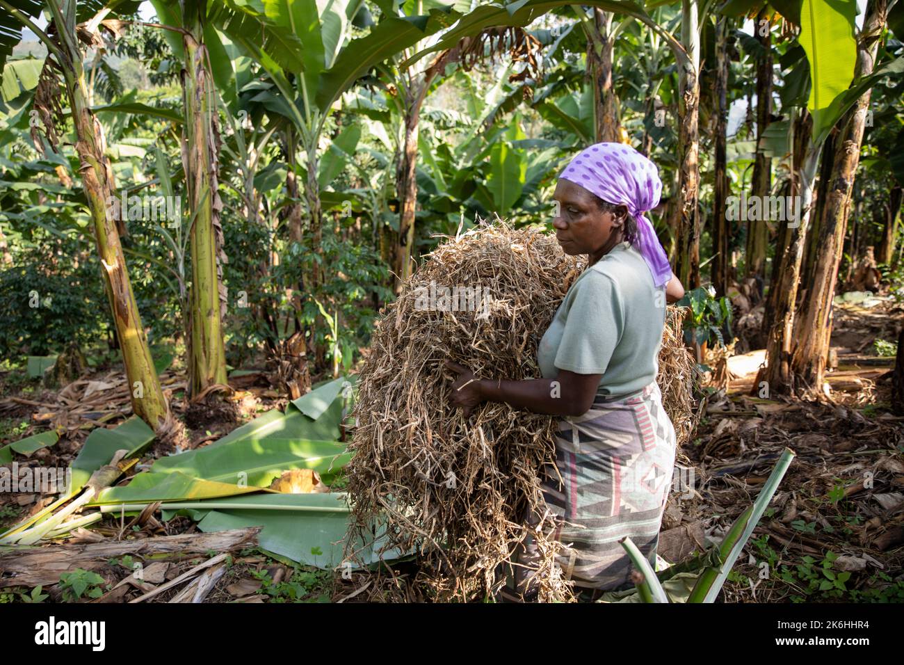 A smallholder African woman farmer uses dried bean husks as mulch in her banana tree and coffee plantation in Kasese District, Uganda, East Africa. Stock Photo