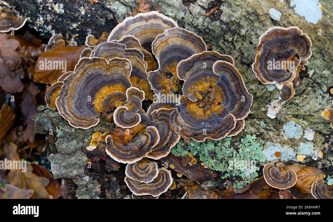 Brown Version Of Turkey Tail Fungus, Trametes versicolor, From Above, New Forest UK Stock Photo