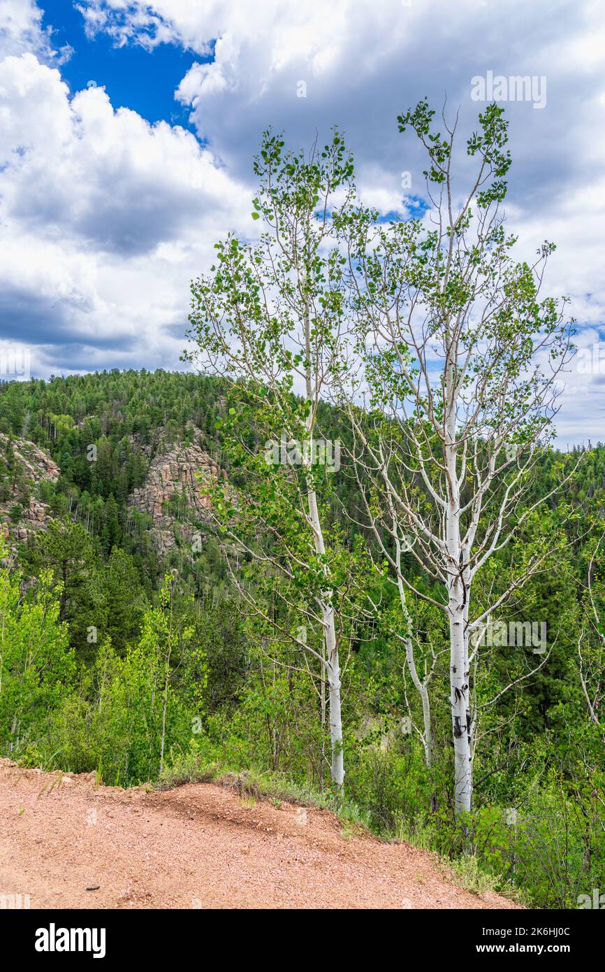 Colorado Aspen trees in July with green leaves and surrounding mountains Stock Photo