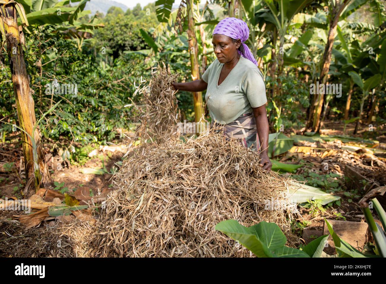 A smallholder African woman farmer uses dried bean husks as mulch in