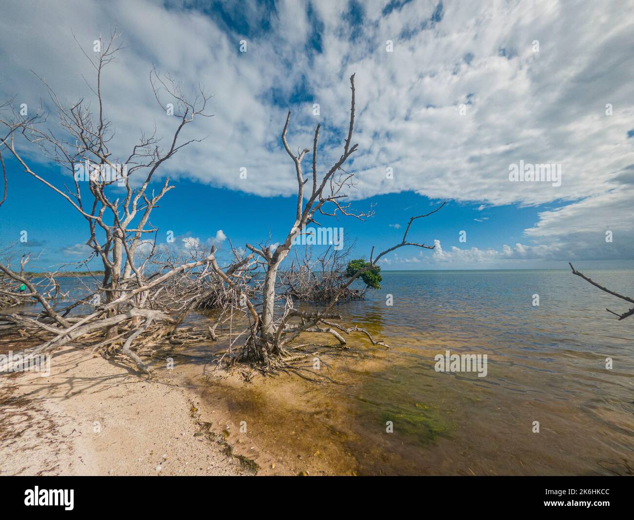 Dead mangrove trees, Key Largo, Florida Keys, USA Stock Photo