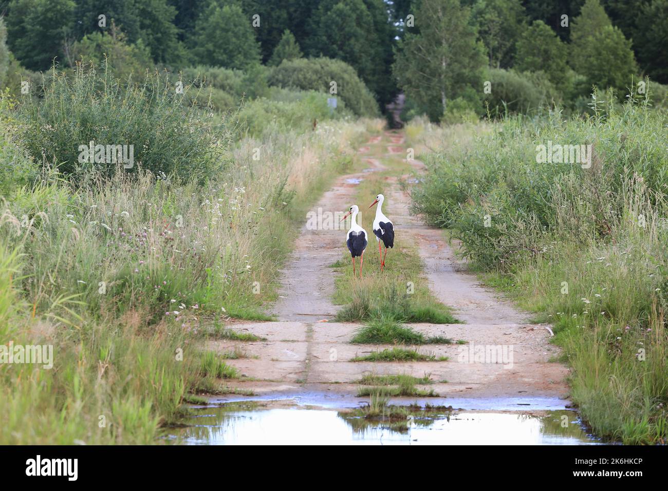 Romantic rural landscape with pair of storks. White stork walk a path ...