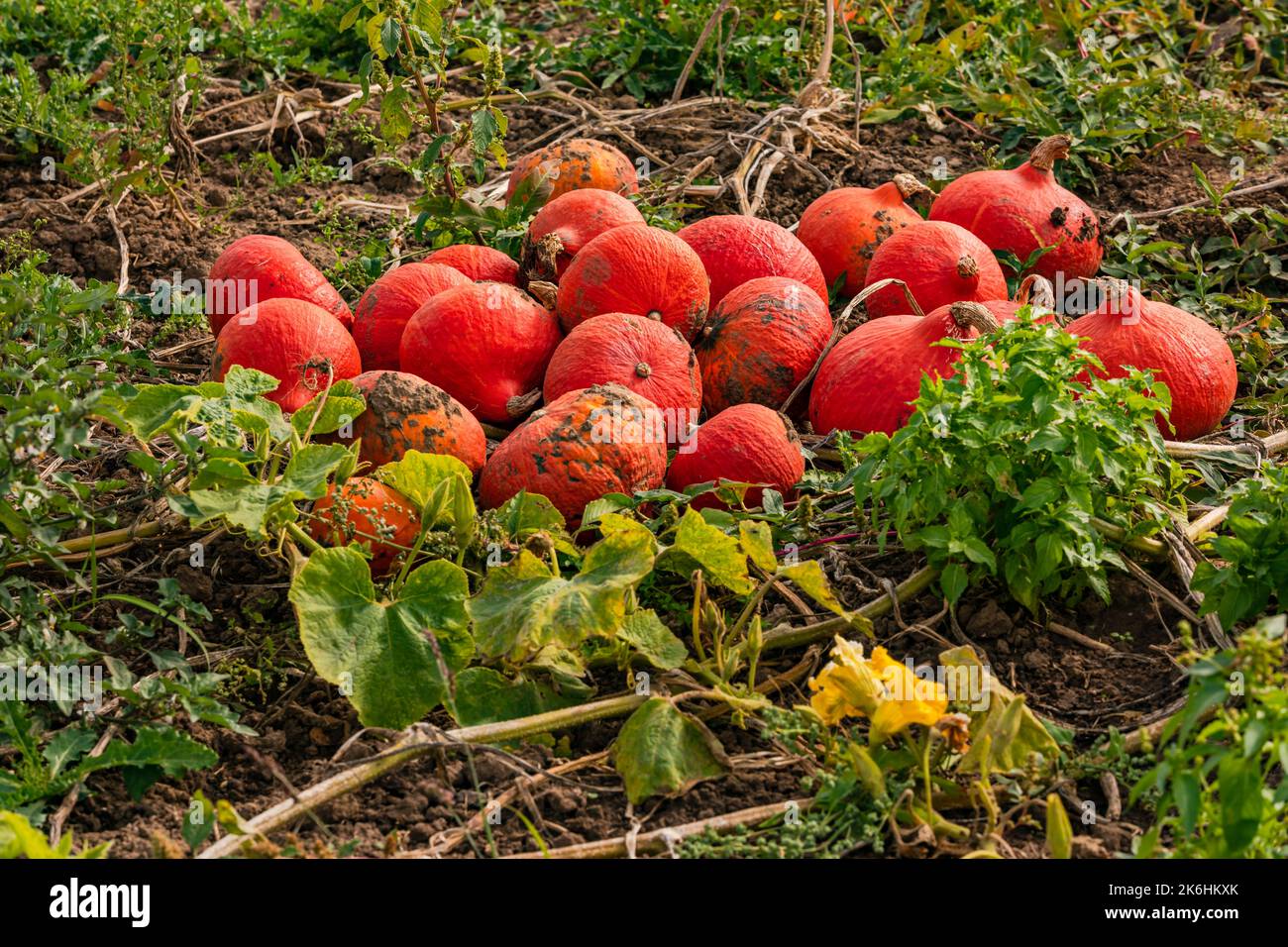 A lot of red pumpkins after harvest on a field in Germany Stock Photo
