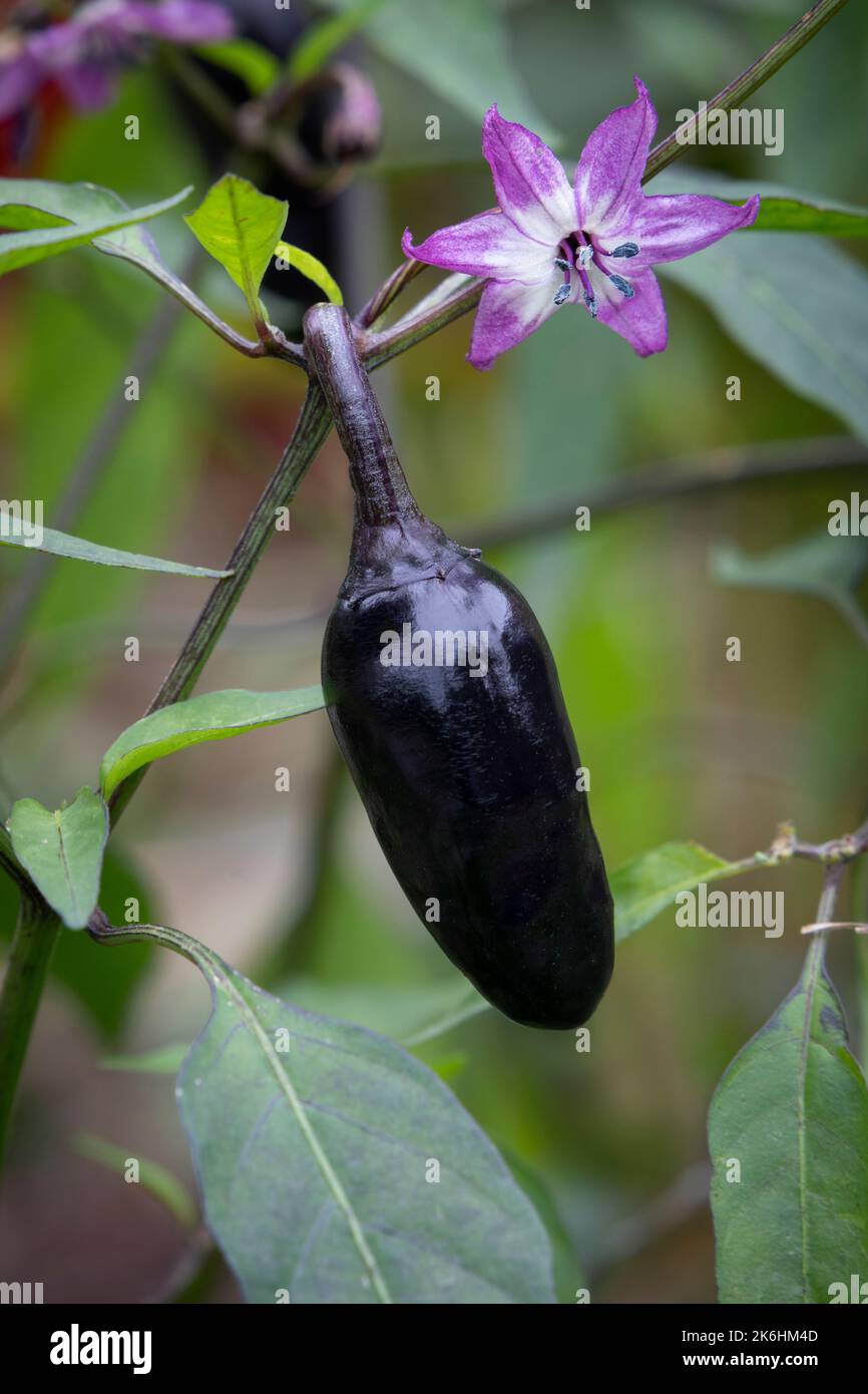 Fresh purple Poblano Pepper and flower close up hanging on the plant Stock Photo