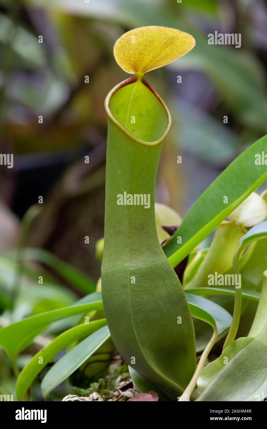 Hanging nepenthens bokorentessis graciliflora,pitcher plant close up Stock Photo