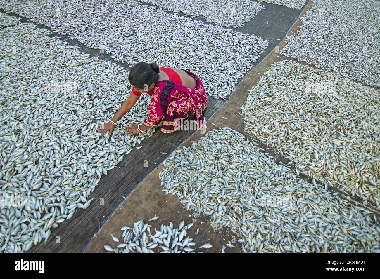 Women process small fishes for dry fish business. Workers cut and clean the fishes, add salt and