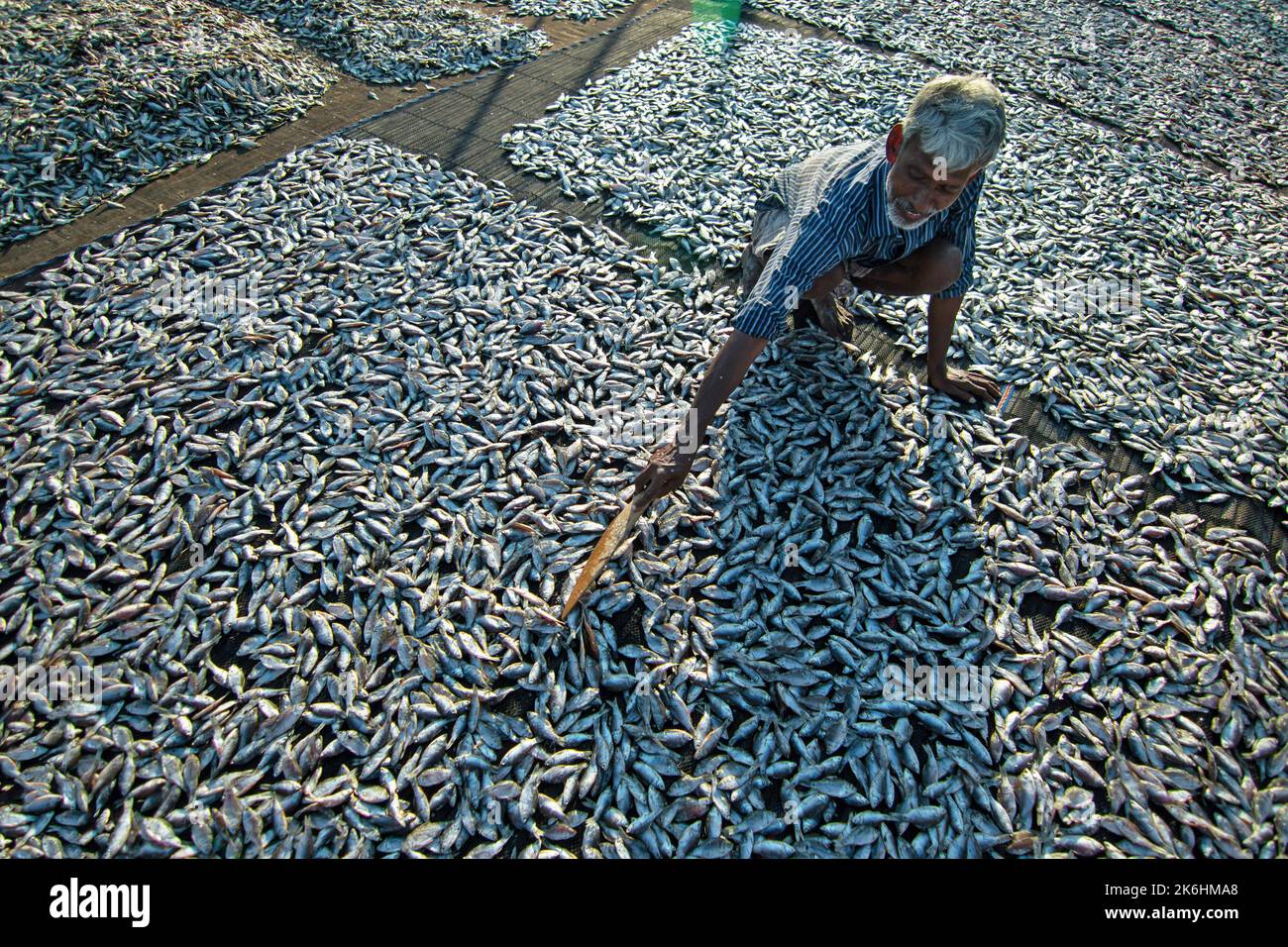 Women process small fishes for dry fish business. Workers cut and clean