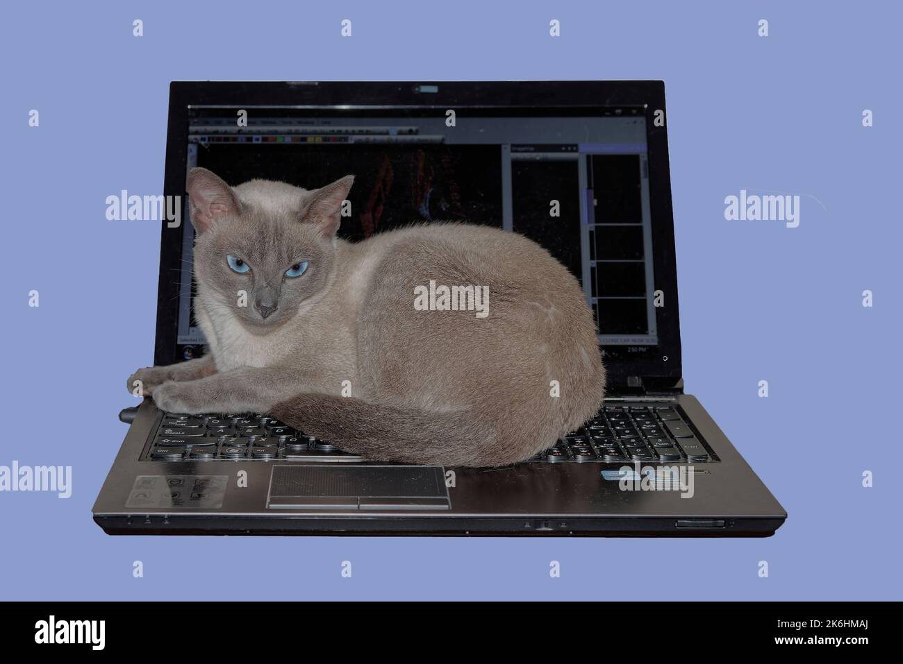 Cat Laptop Warm