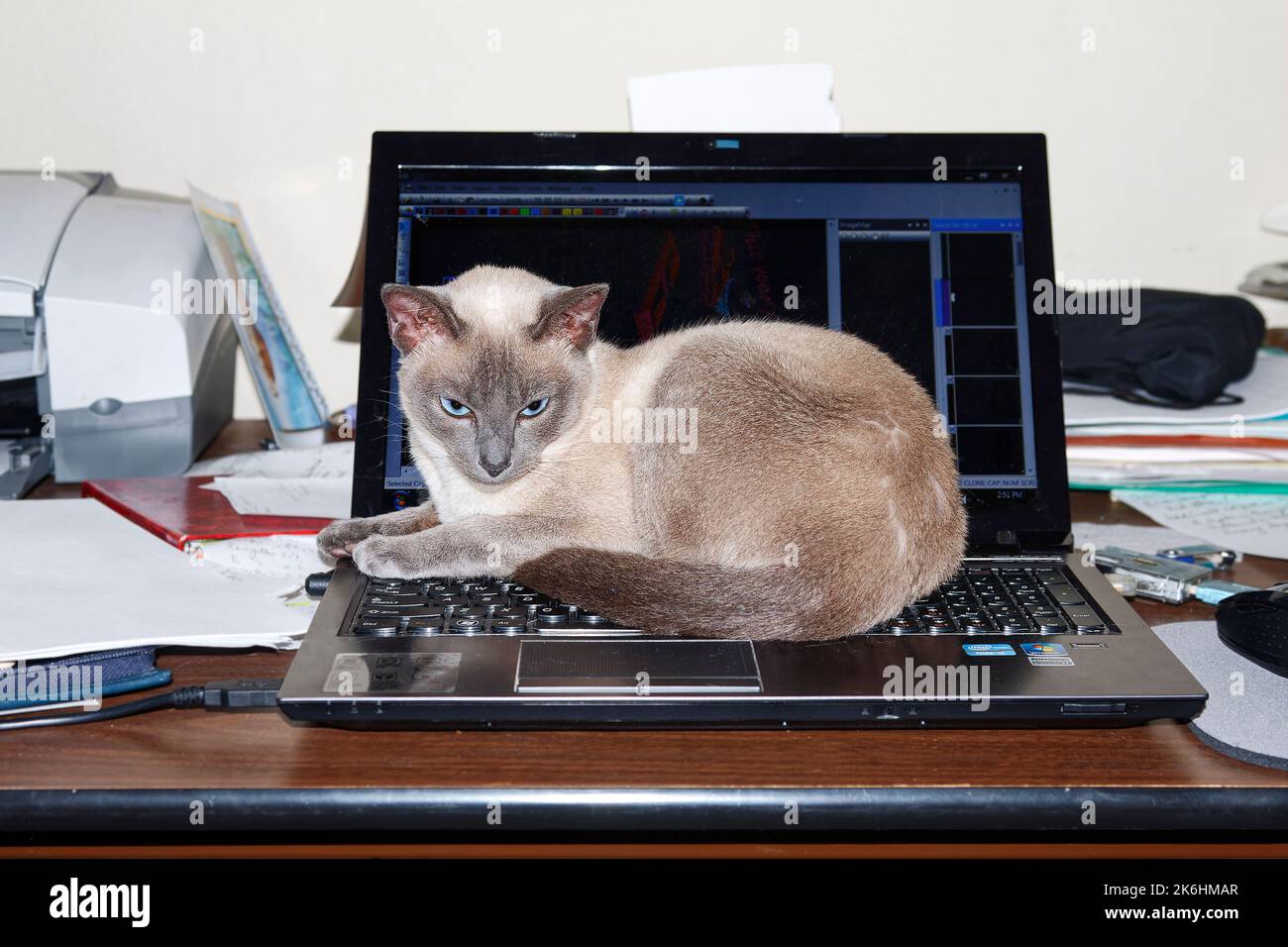 Tonkinese cat, sitting on keyboard, laptop computer, warm spot, disdainful expression, pure bred, feline, pet, blue eyes, animal, PR Stock Photo
