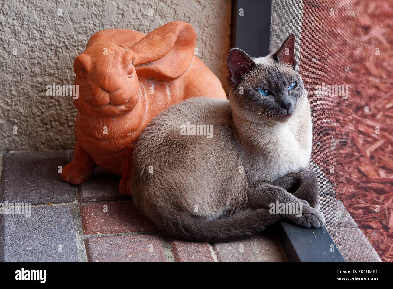 Tonkinese cat, sitting beside bunny statue, beside screen, looking outside, wistful, pure bred, feline, pet, blue eyes, animal, PR Stock Photo