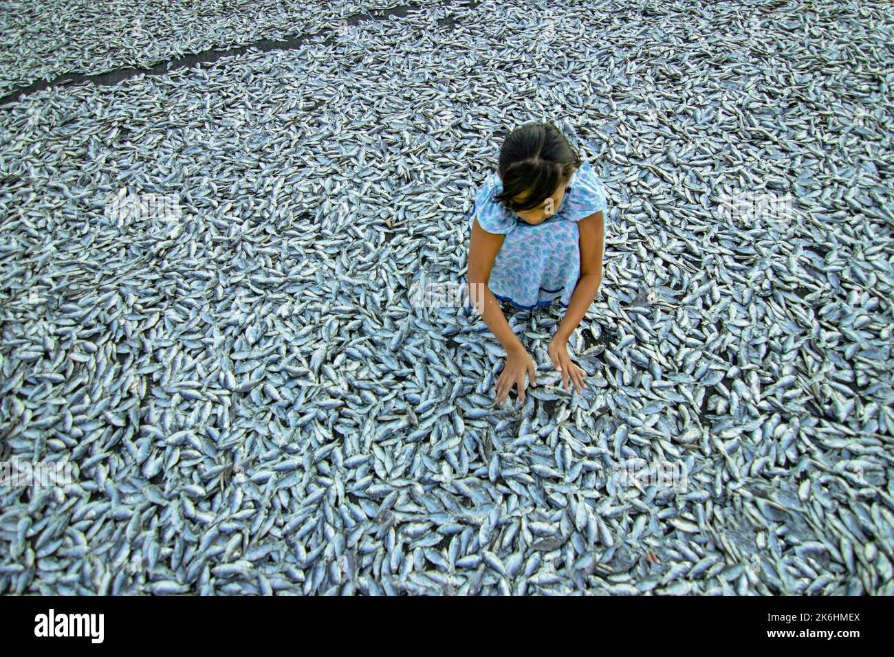 Women process small fishes for dry fish business. Workers cut and clean