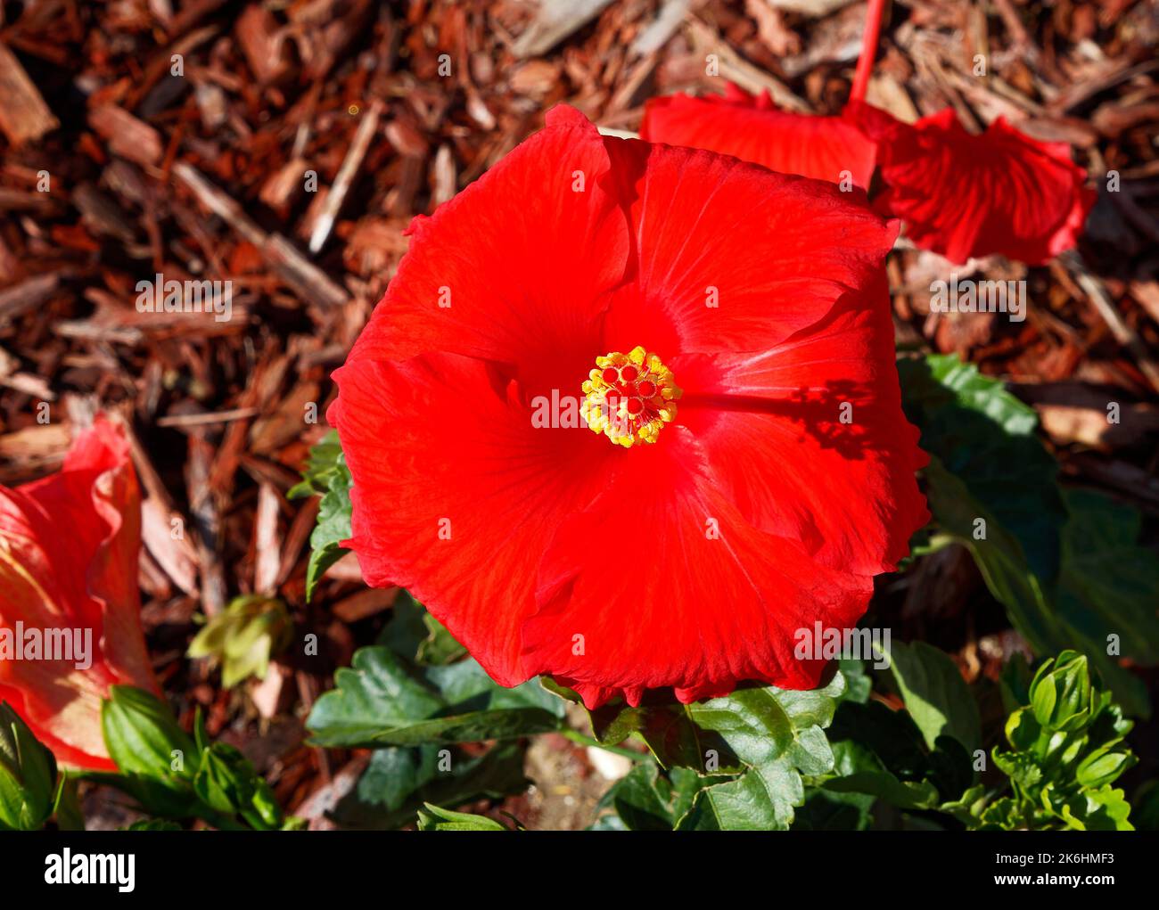 red hibiscus, flowering plant, close-up, view from top, yellow stamens, colorful, bright, Malvaceae family, nature, Florida Stock Photo