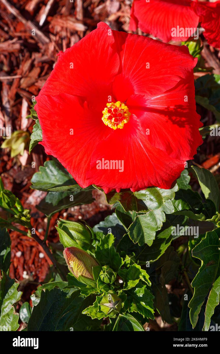 red hibiscus, flowering plant, close-up, view from top, yellow stamens, colorful, bright, Malvaceae family, nature, Florida Stock Photo