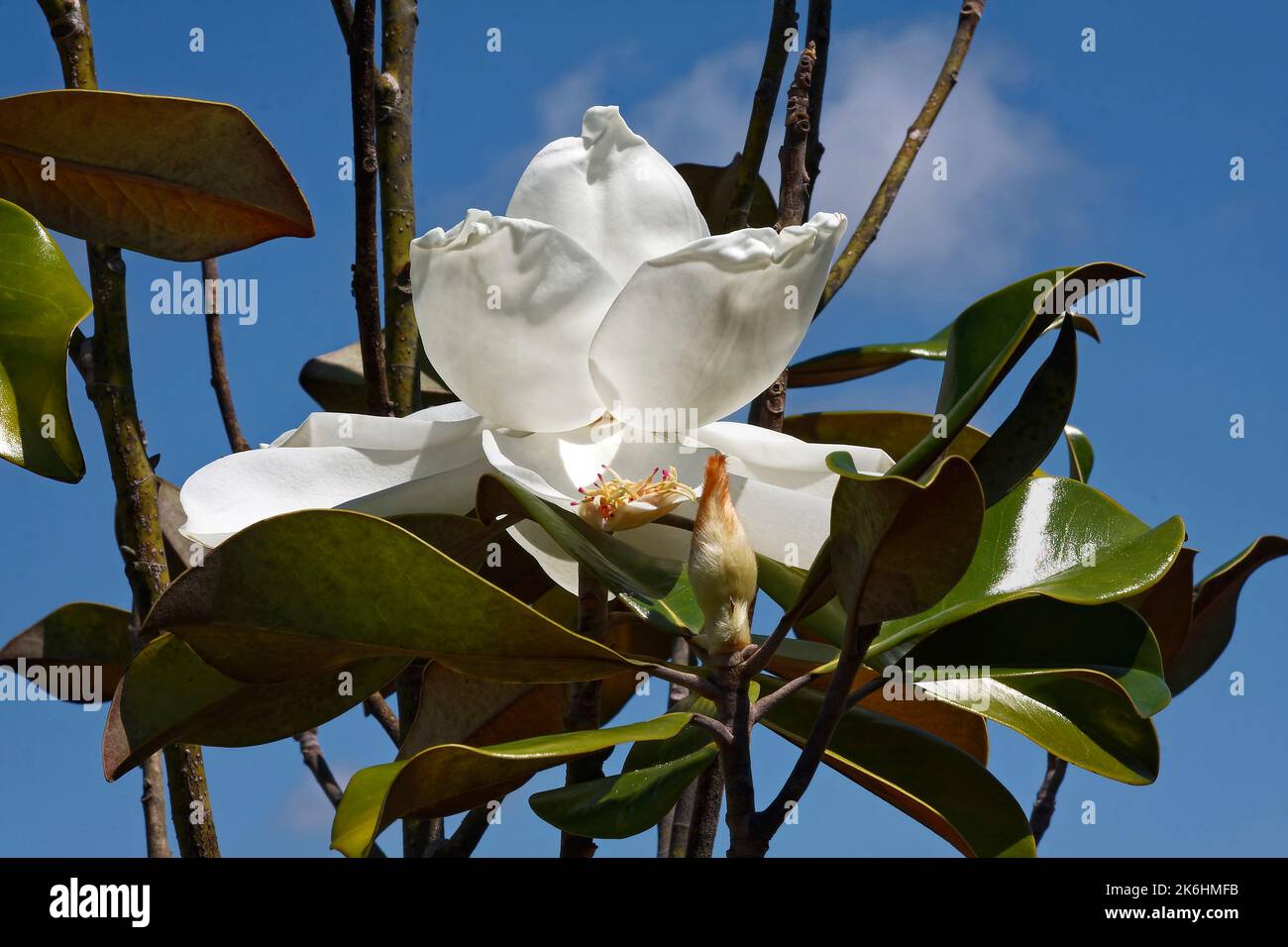 magnolia flower, white, buds, leaves, close-up, sweet fragrance, blue sky background, evergreen tree, Southern magnolia, Magnolia grandiflora, Florida Stock Photo
