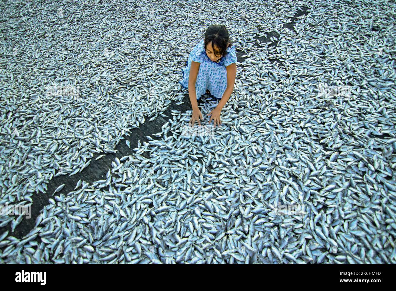 Women process small fishes for dry fish business. Workers cut and clean the fishes, add salt and then dry them on a bamboo platform. Stock Photo