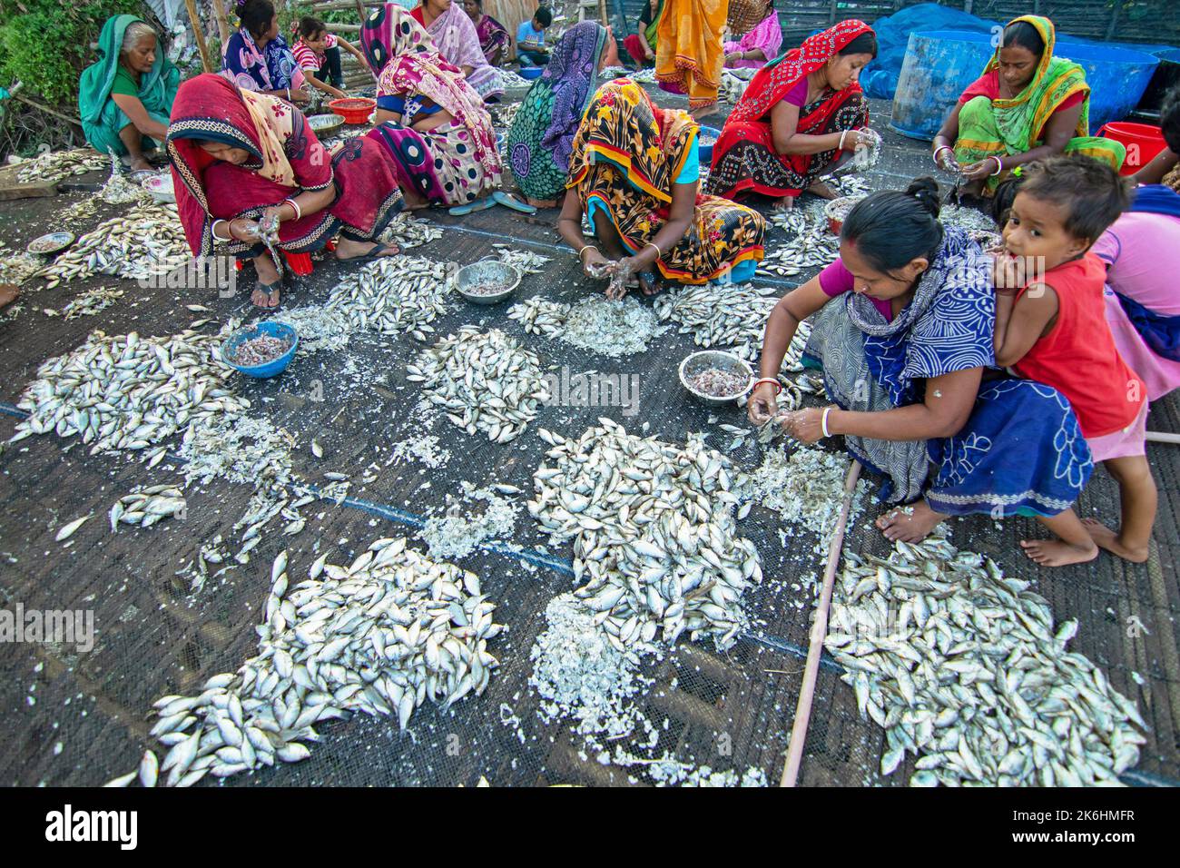 Women process small fishes for dry fish business. Workers cut and clean