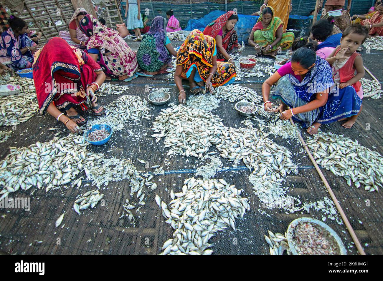 Women process small fishes for dry fish business. Workers cut and clean