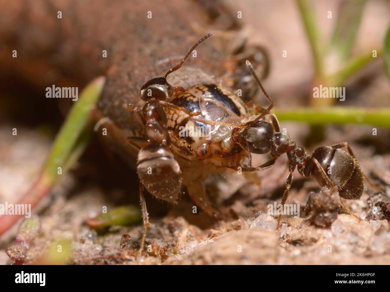 Ants eating caterpillar on the ground Stock Photo Alamy