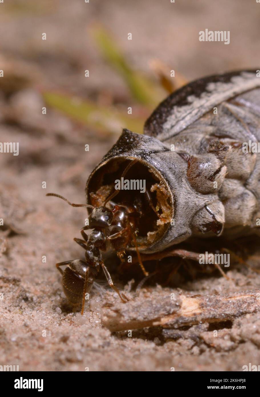 Ants eating caterpillar on the ground Stock Photo Alamy