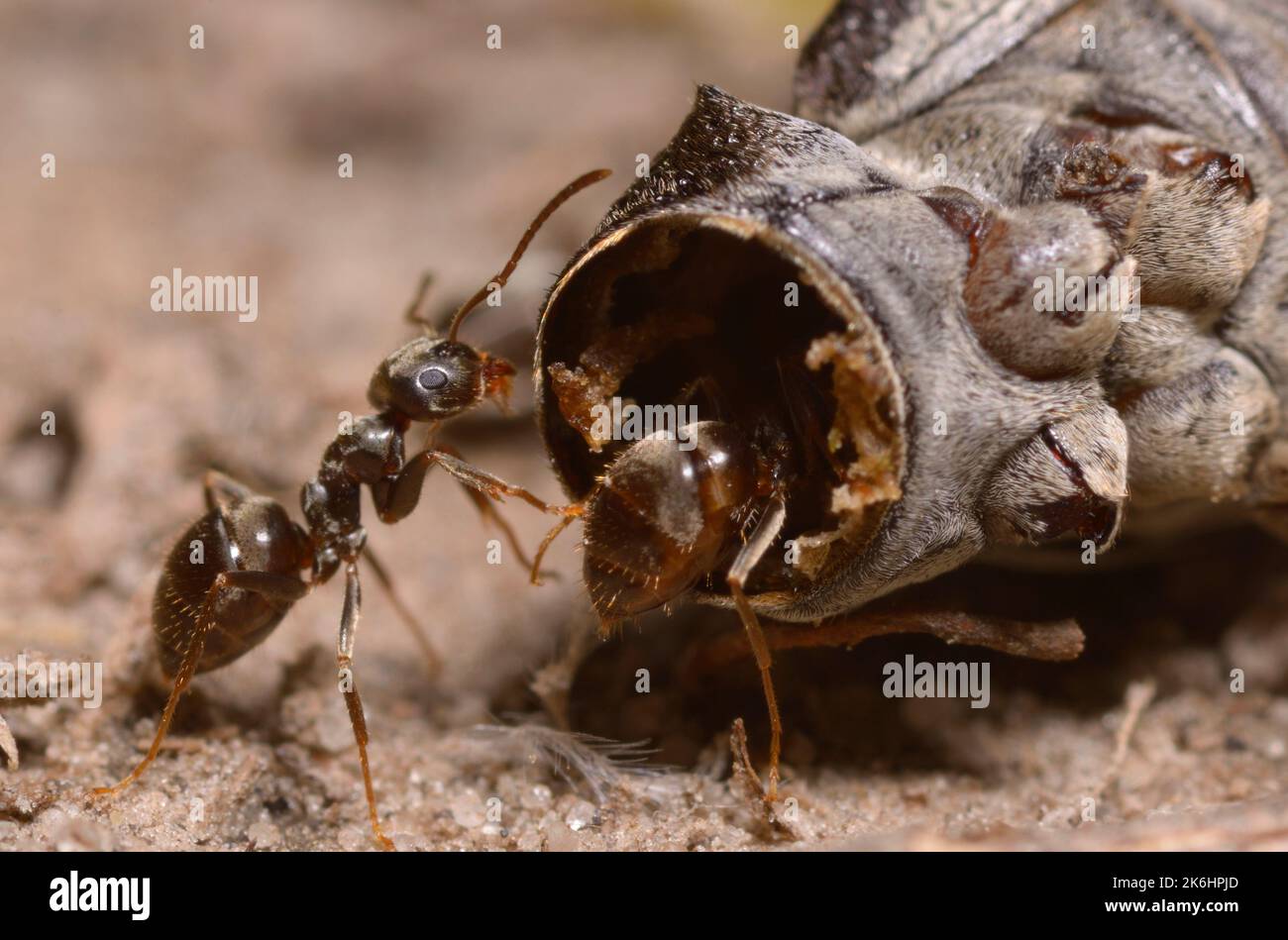 Ants eating caterpillar on the ground Stock Photo Alamy