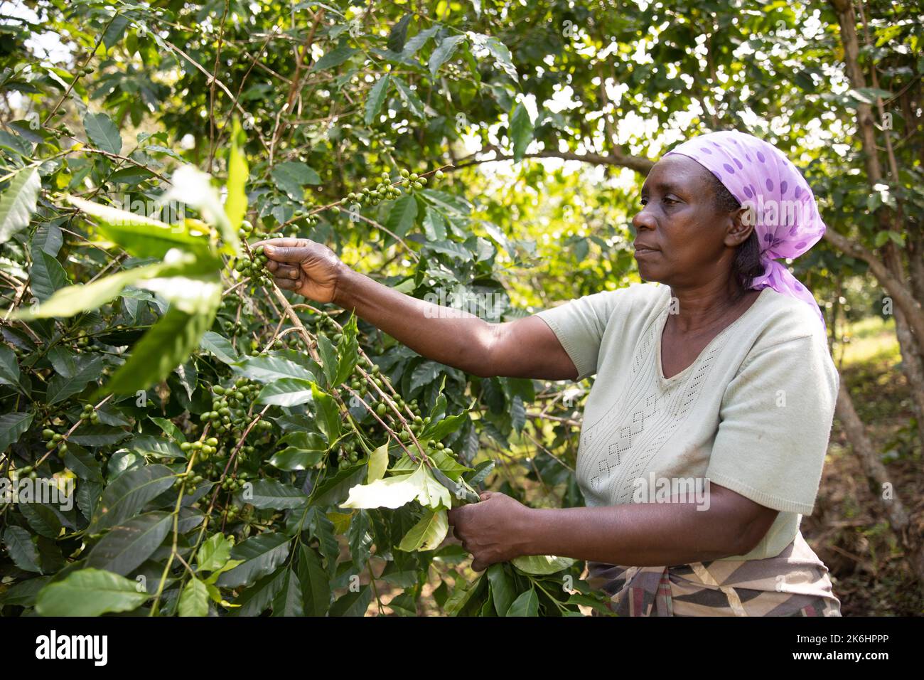 A woman smallholder farmer prunes her coffee trees on her coffee farm