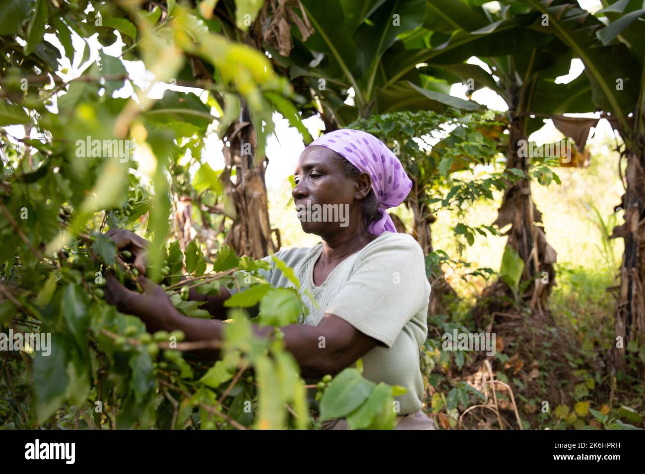 A woman smallholder farmer prunes her coffee trees on her coffee farm