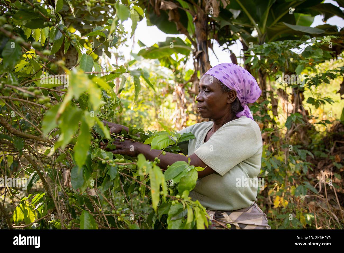 A woman smallholder farmer prunes her coffee trees on her coffee farm