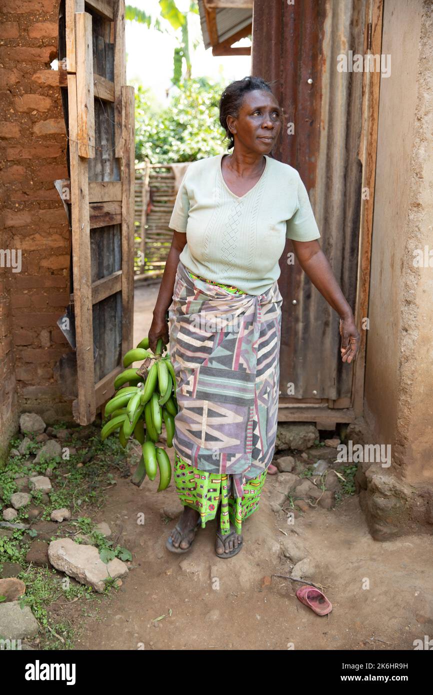 An African woman holds a bunch of starchy bananas, known locally as matooke, freshly harvested from her farm in Kasese District, Uganda, East Africa. Stock Photo