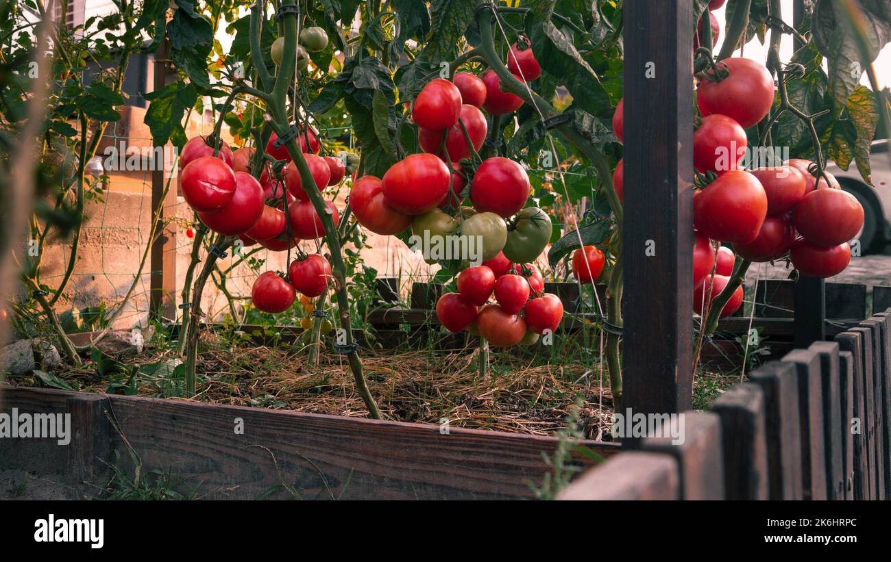 small space garden with large yield of juicy ripe red tomatoes Stock ...