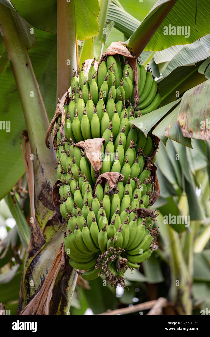 A large bunch of starchy bananas, known locally as matooke, hangs on a tree in Kasese District, Uganda, East Africa. The East African Highland banana is a staple food in central and western Uganda. Stock Photo